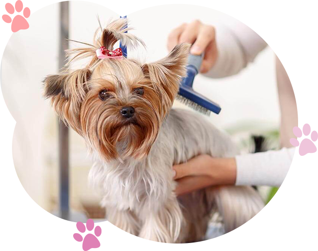 dog salon and spa